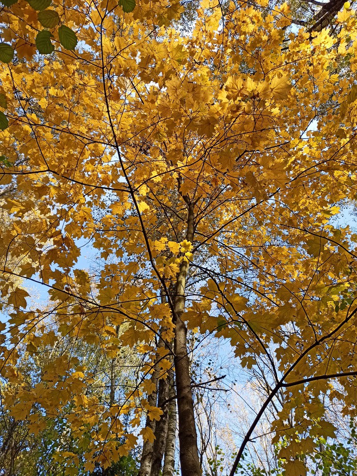 Gold autumn