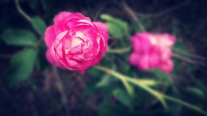 Rose