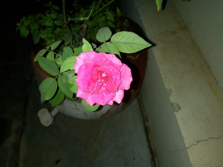 rose