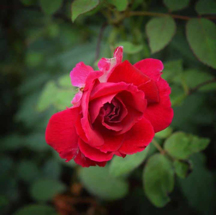 Rosy