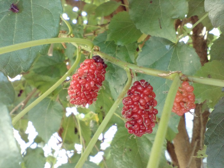 Mulberry