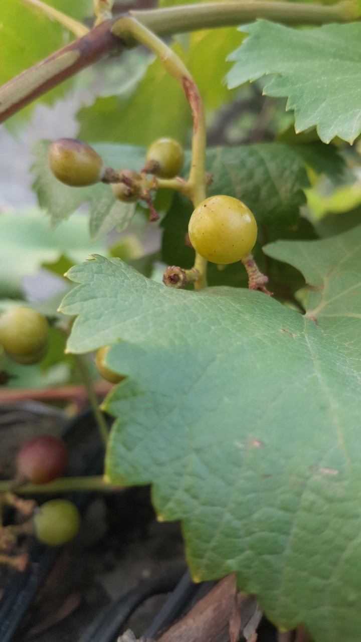 Grapes