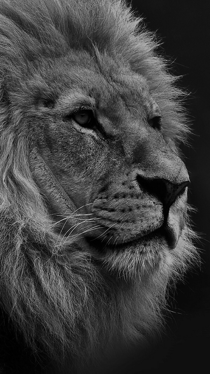 Telegram=@wallpapers_phone_pc