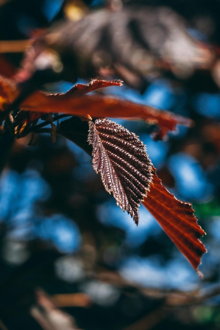 bokeh