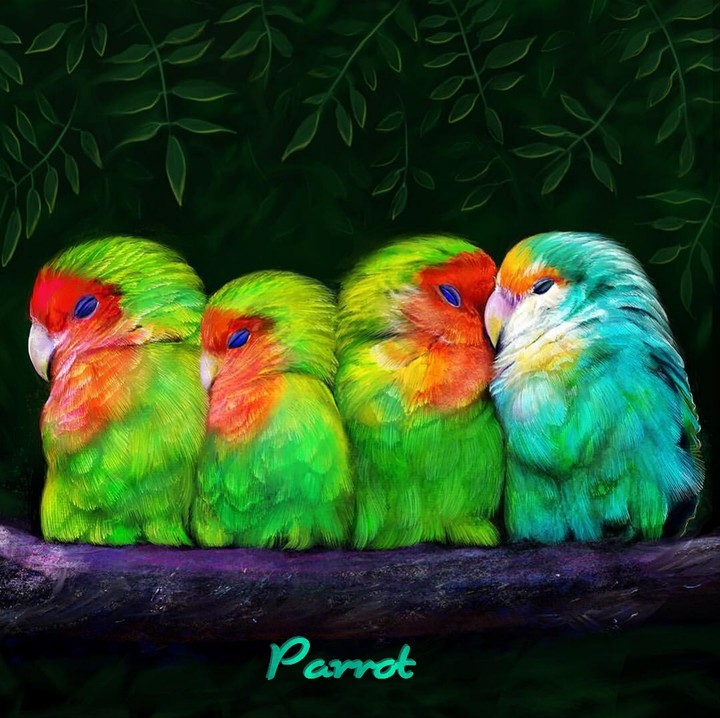 Parrot