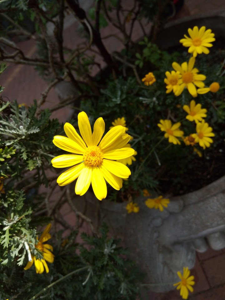 A flower a day