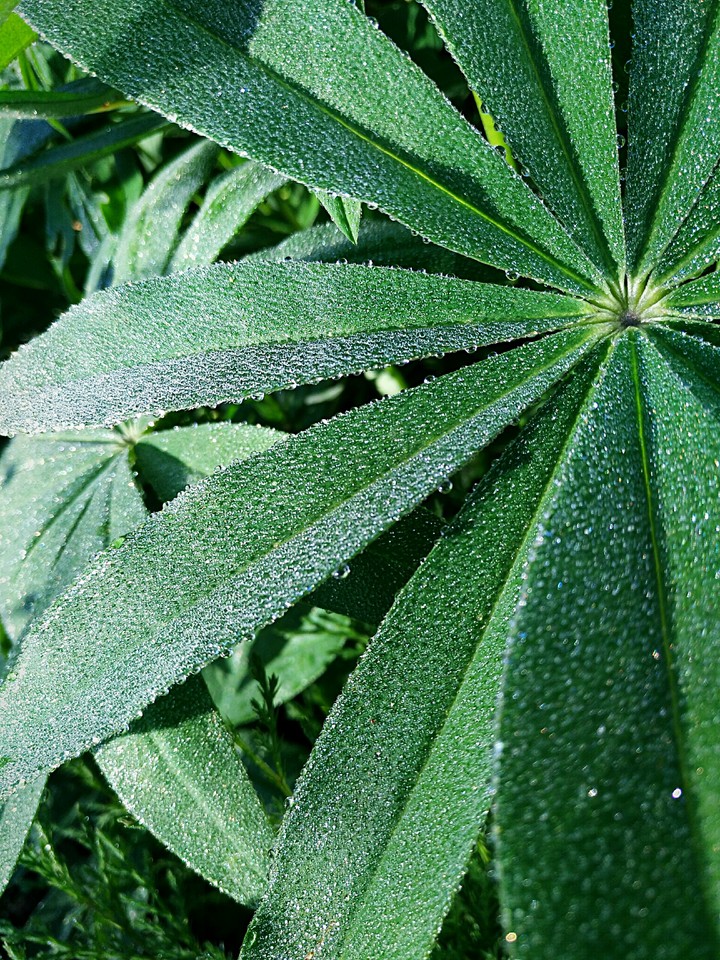 Macro