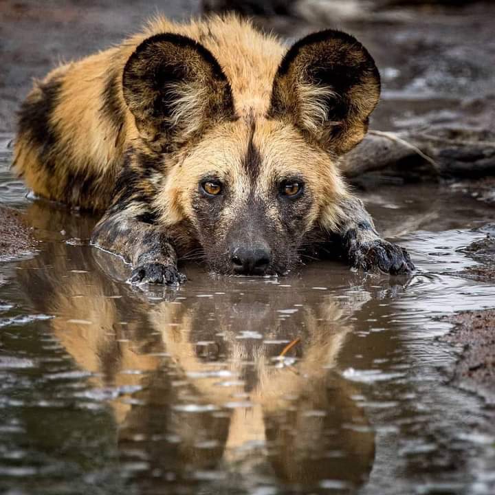endangered Africa wild dog