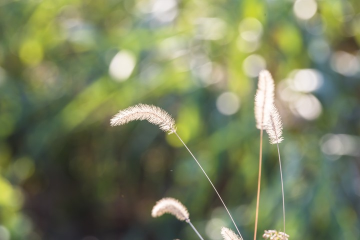 bristlegrass