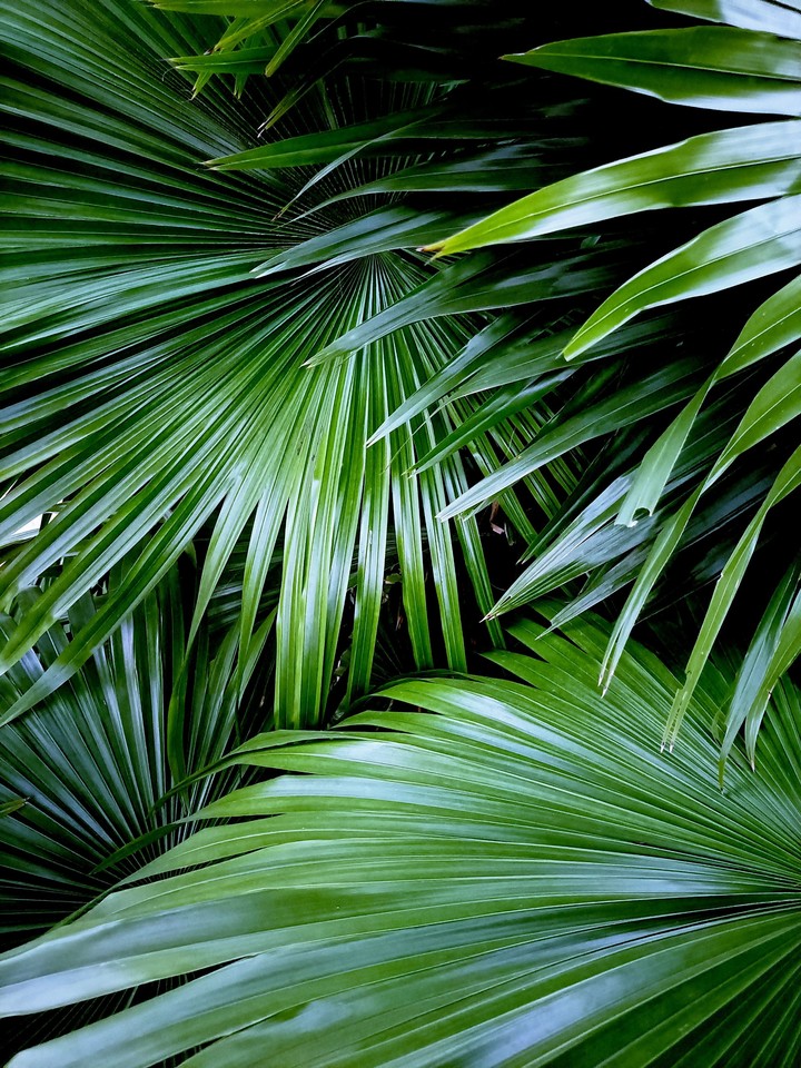 nature