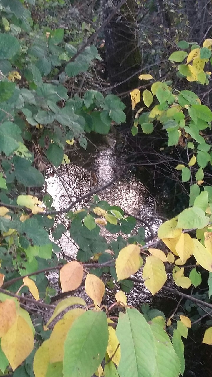 Little Creek