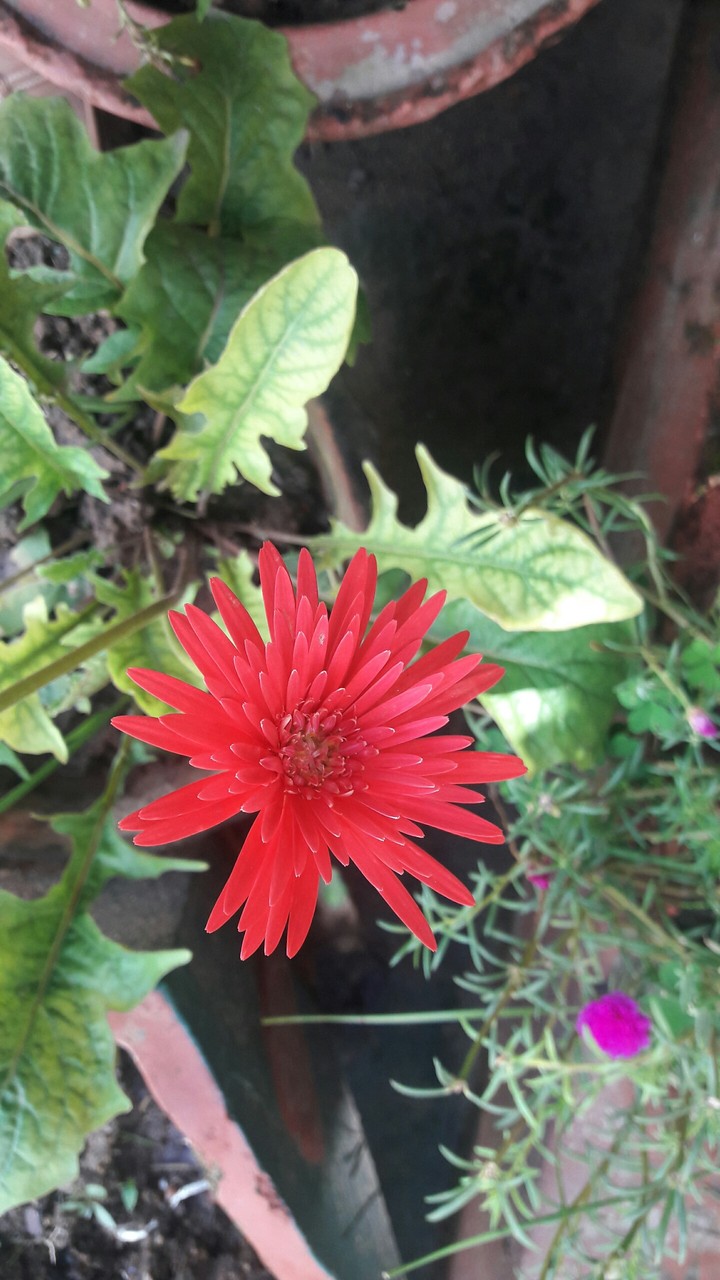 tiny flower#red#flower #love #nature