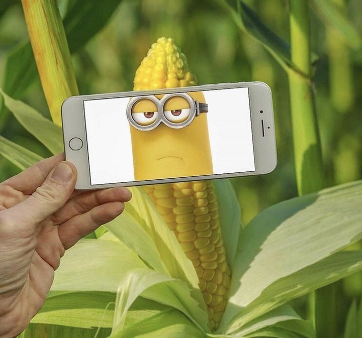 corn