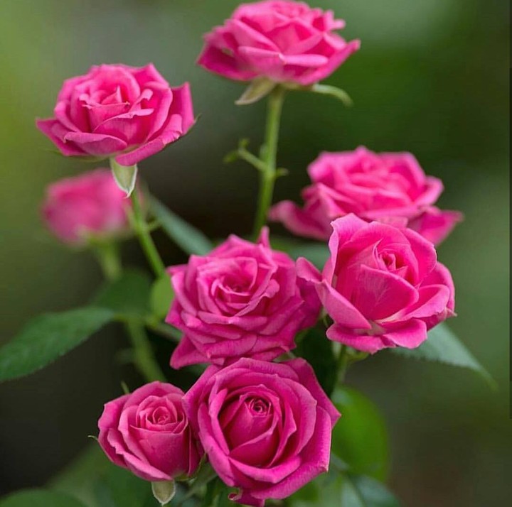 Roses růže