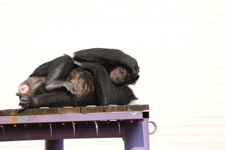 Animal