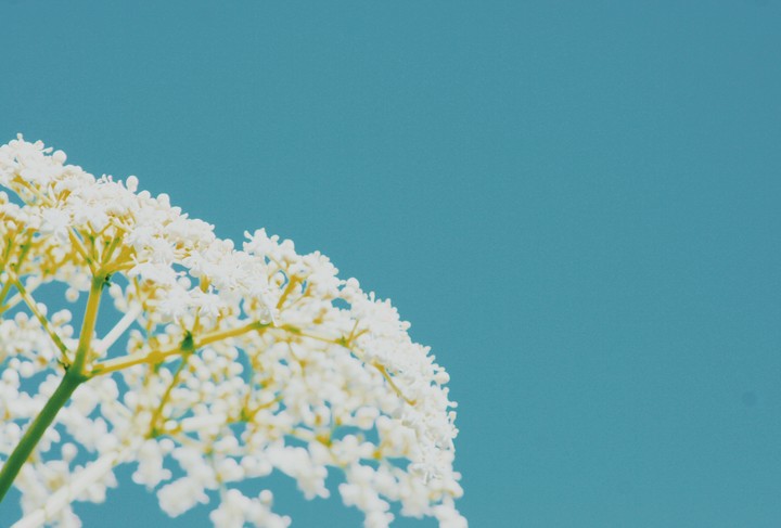 #blue#turquoise#whiteflower#winter