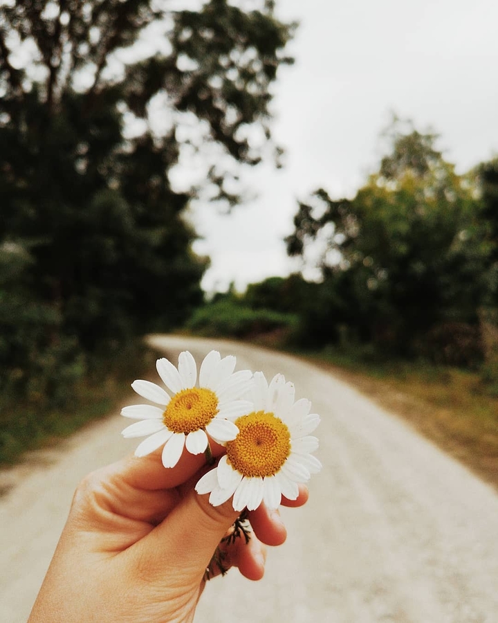 Daisy