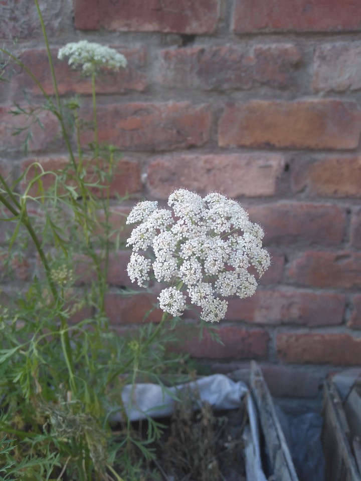 carrot flowers