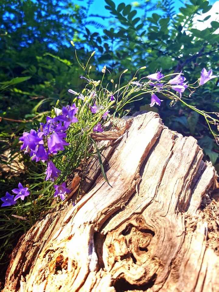 petite fleur