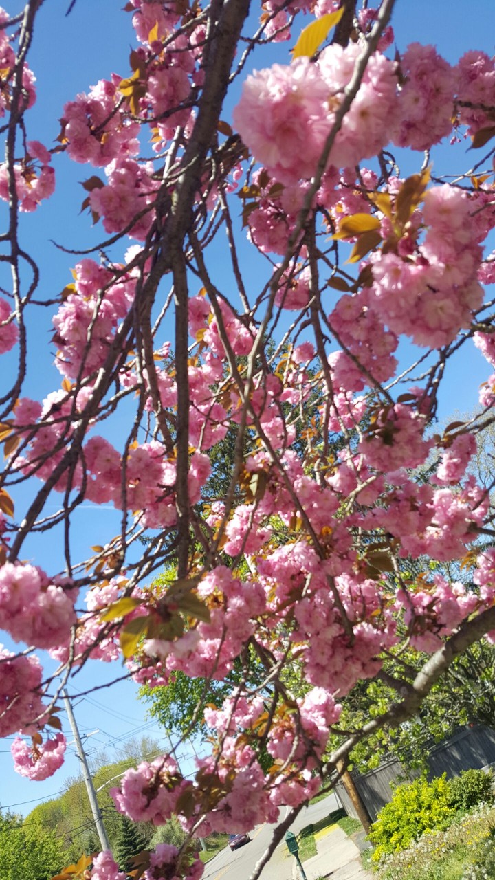 flowers