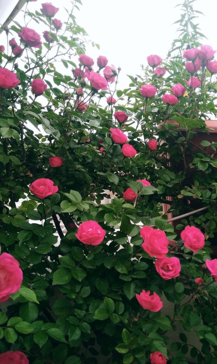 Rose garden