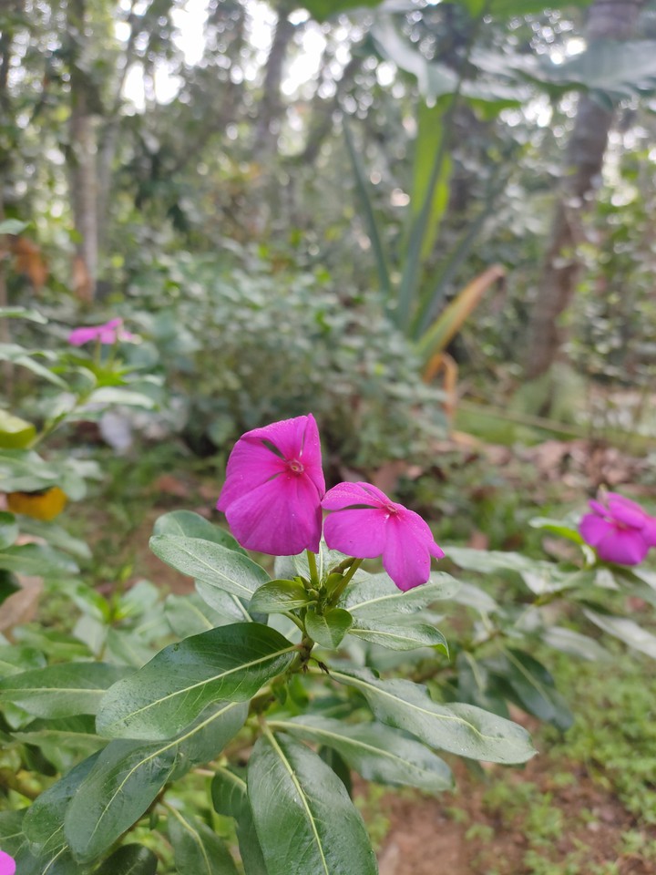 my garden