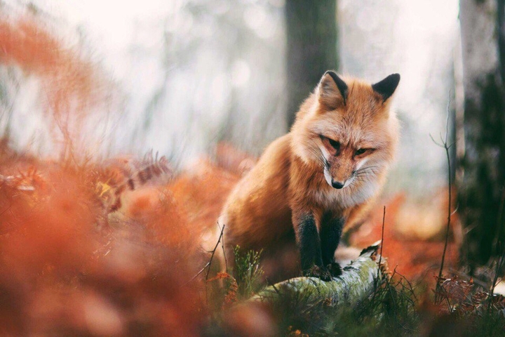 #fox