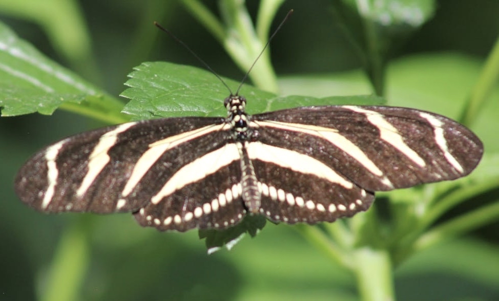 tapety wing, black