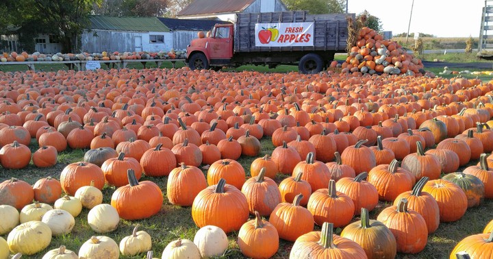 Pumpkin Farm