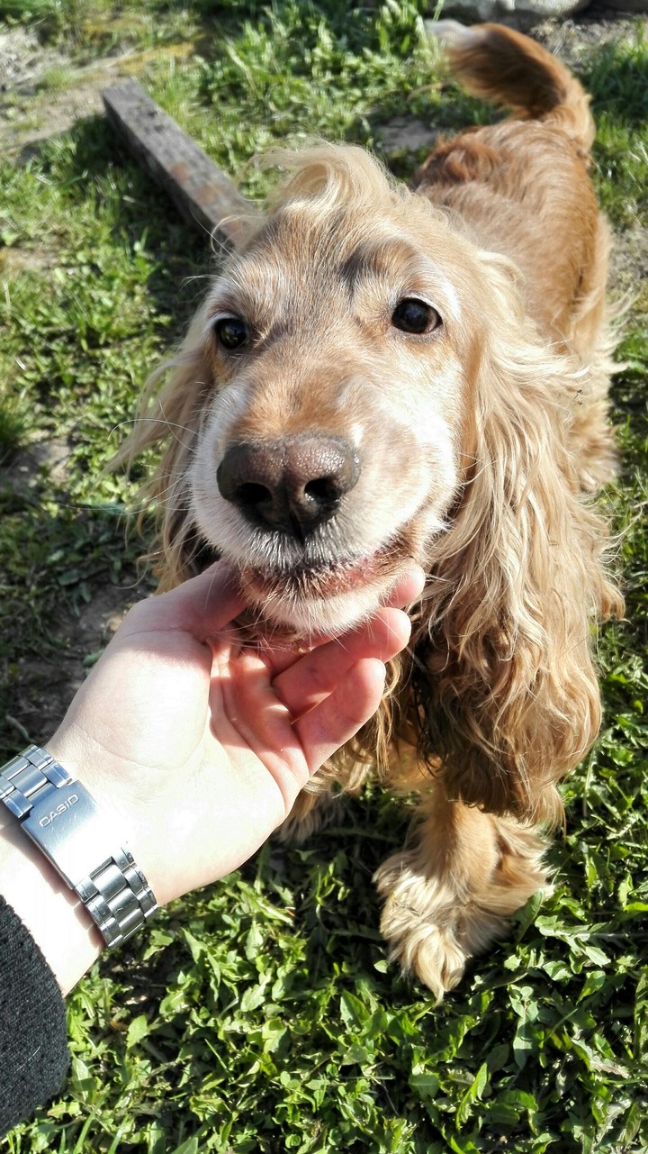 snoopy