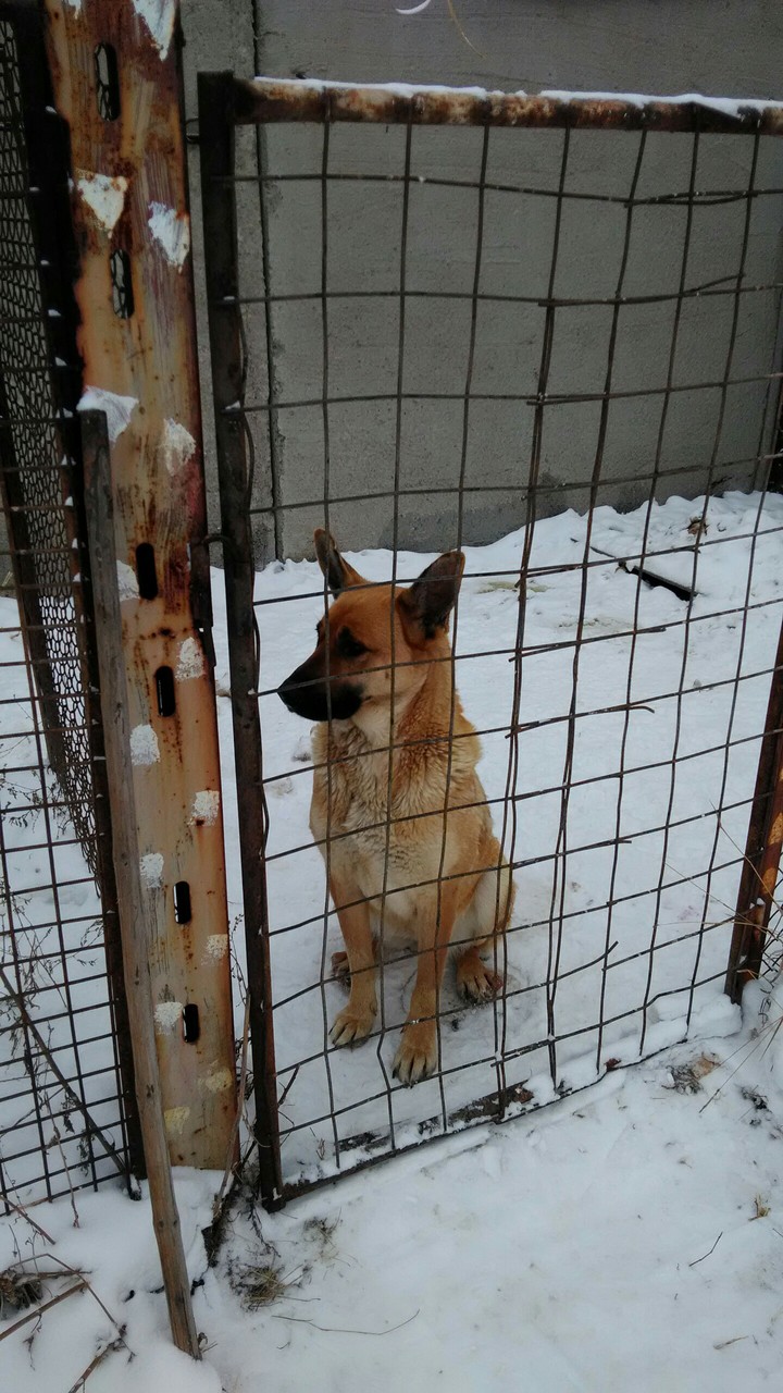 Альфа