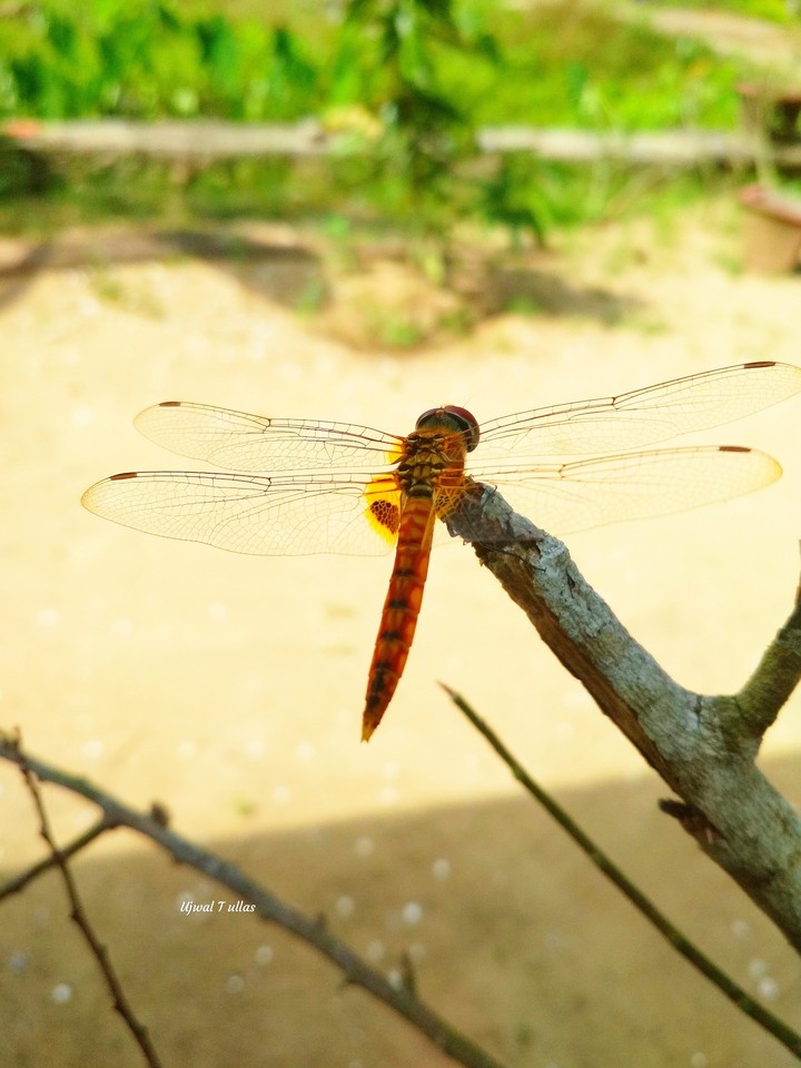 Dragonfly
