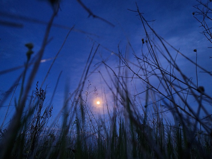 fullmoon between grass