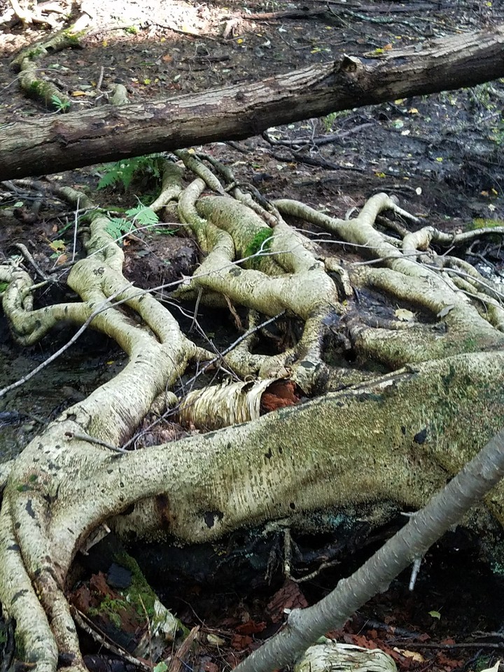 Tree roots
