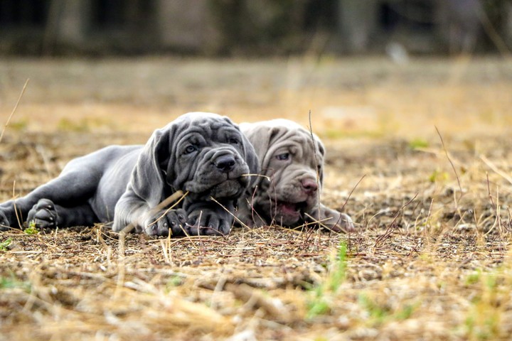 Puppies