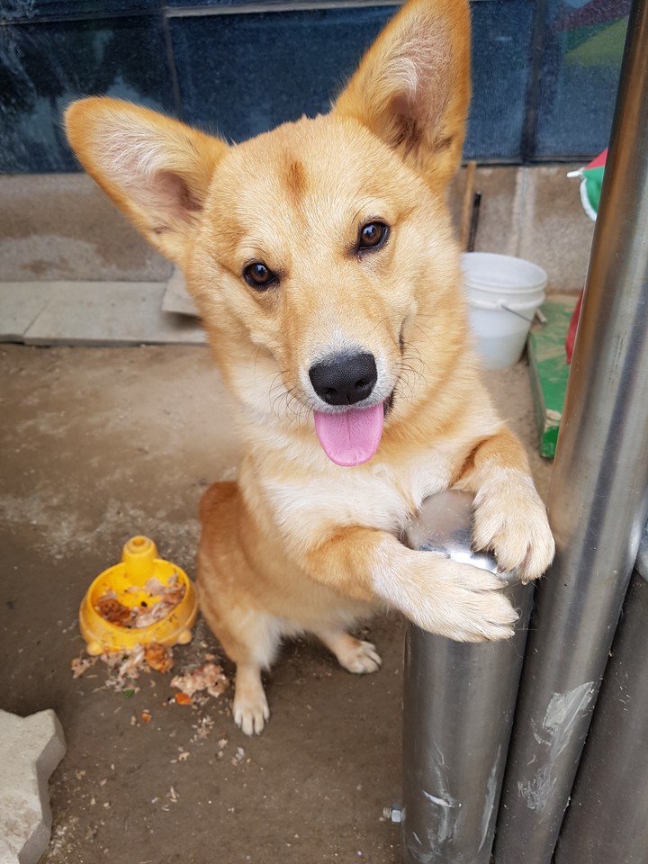 cute dog