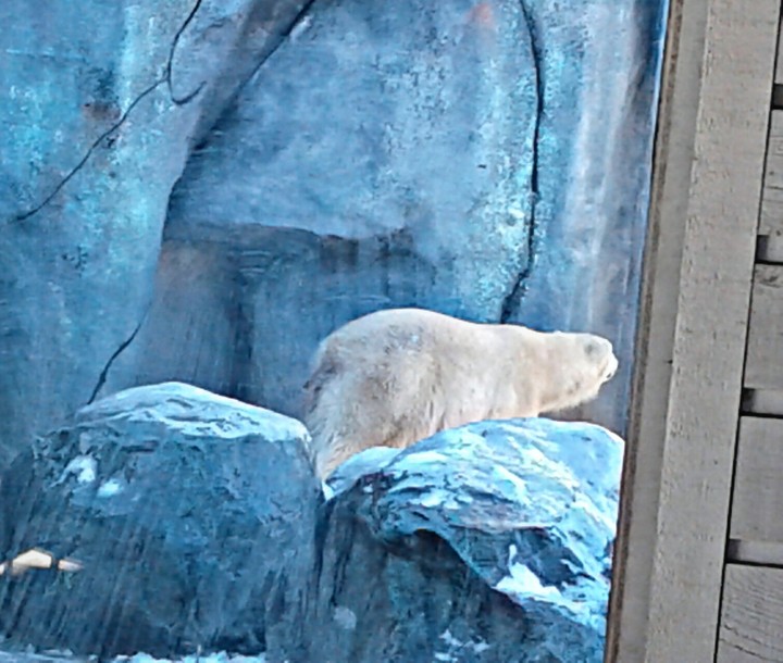 Polar bear