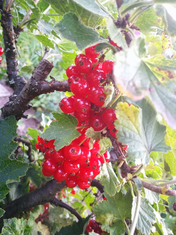 red berrys