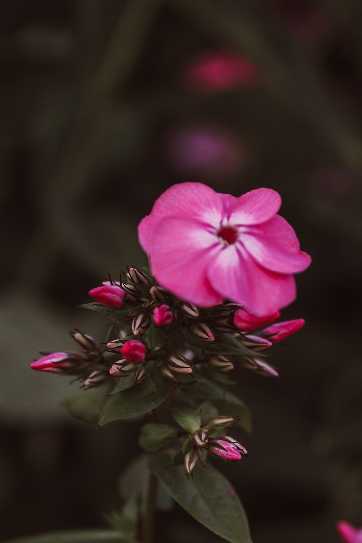Pink flower