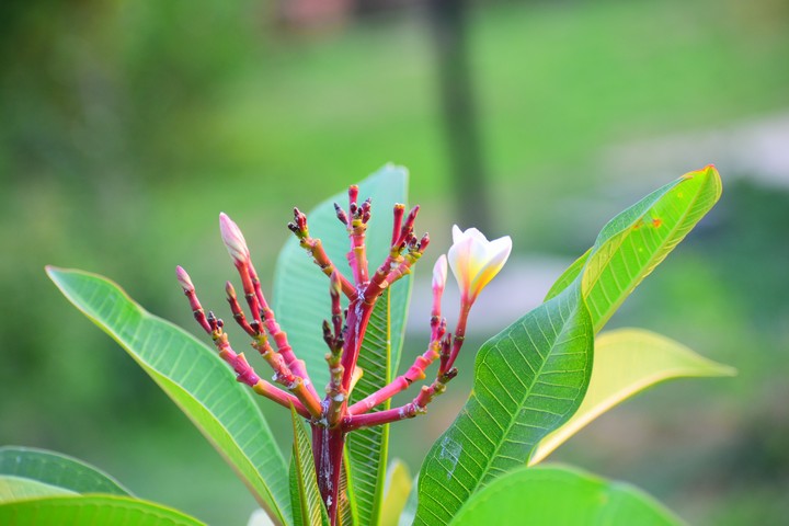 Nature beuty