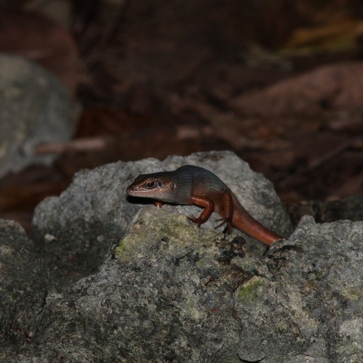 Tiny Lizard