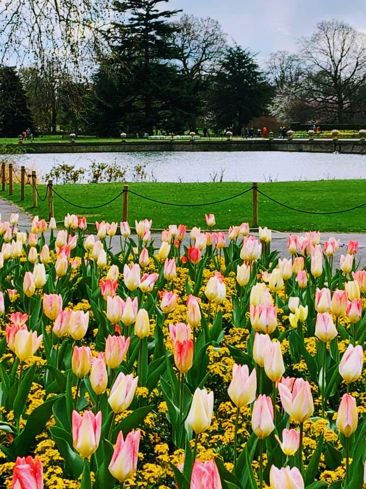 Tulips