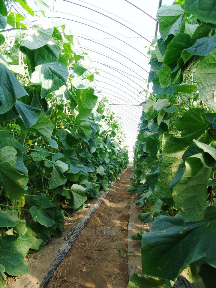 Polyethylene Tunnel