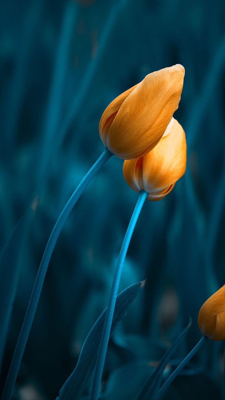 tulipany