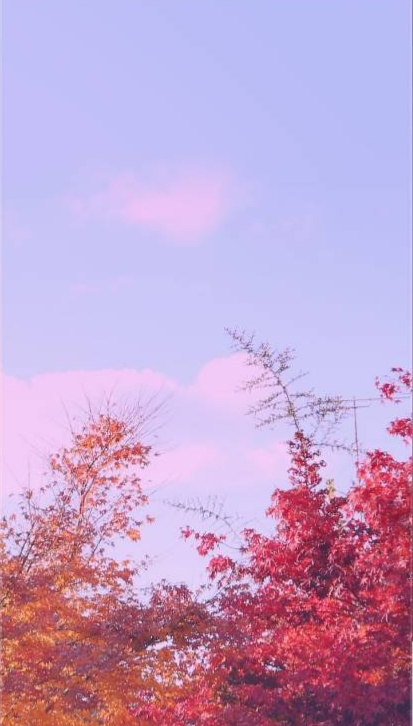 예쁜 나무