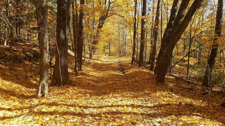 Golden Road