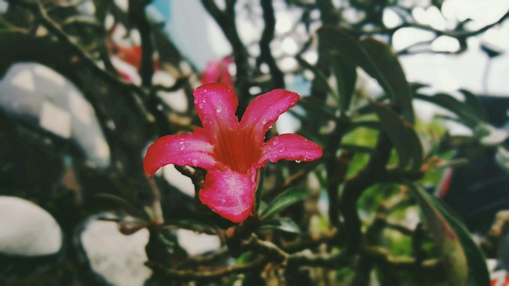 Flower