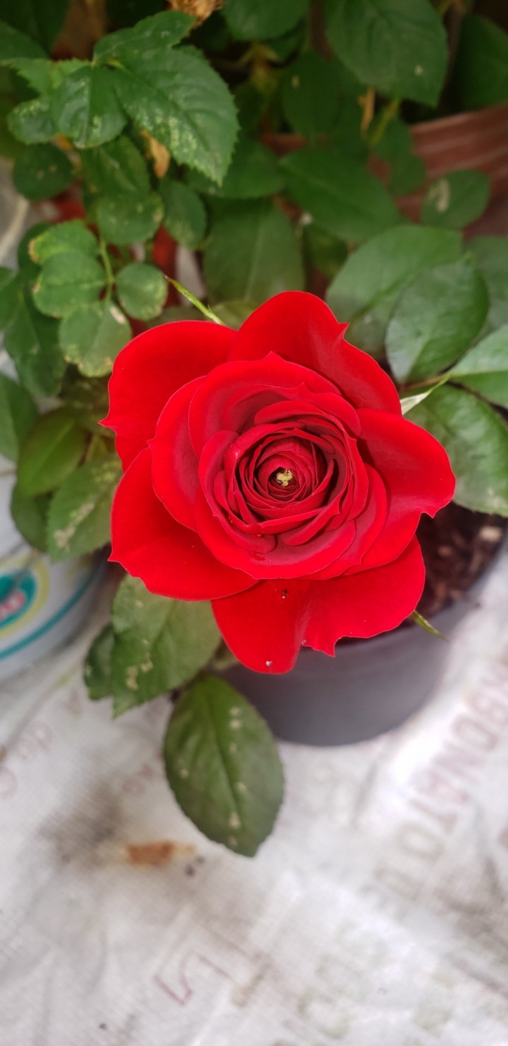 rosa de terciopelo