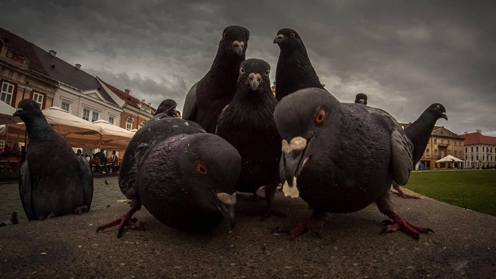 pigeon
