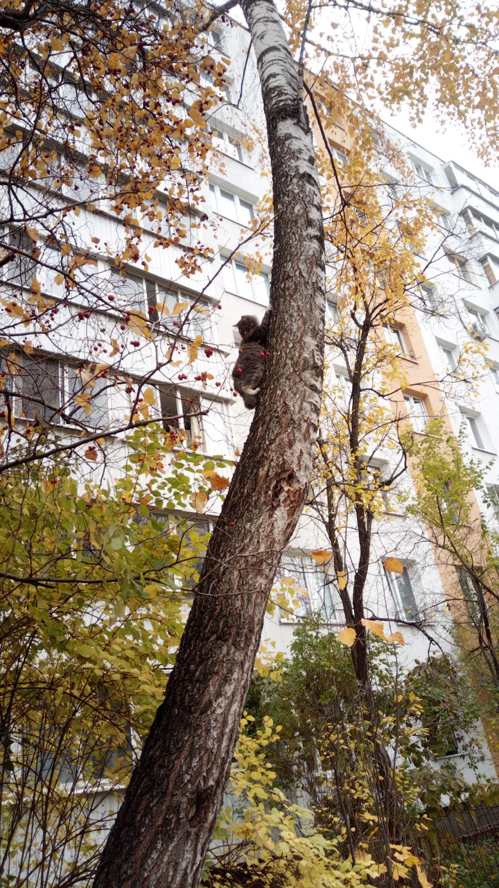 кошка на дереве